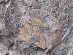 Cirripède pédonculé divers fossile du jurassique Boulonnais